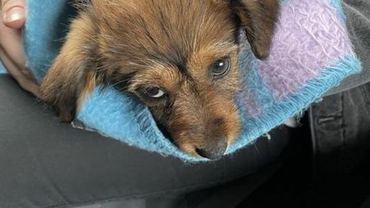 Lublin. Dziecko - grajek na deptaku a obok prawdopodobnie odurzony piesek