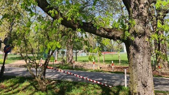 Lublin. Feromonowe pułapki na szkodnika kasztanowców 