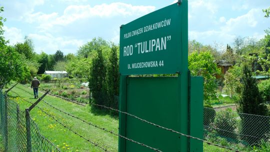 Lublin. "Inwazja dzików" przeszła przez ogródki i teraz miasto da pieniądze na naprawę