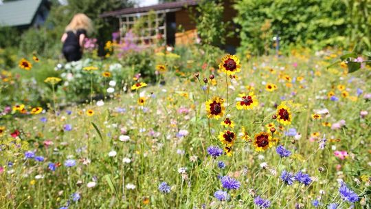 Lublin: Jak można zmienić skwery w mieście? Urzędnicy czekają na uwagi