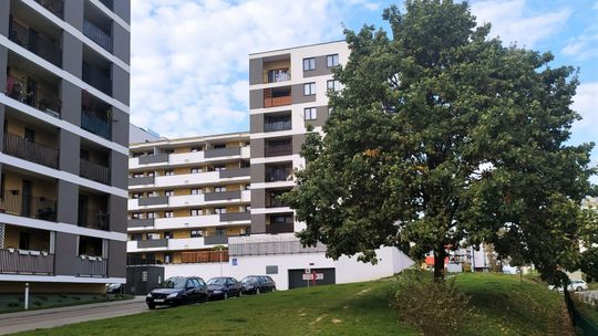 Lublin: Jest dąb, a ma być beton. Ratusz planuje wycinkę