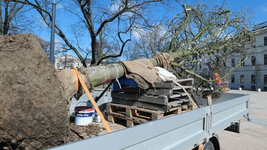 Lublin: Już trzeba było wymieniać drzewo na pl. Litewskim. Kasztanowiec obumarł