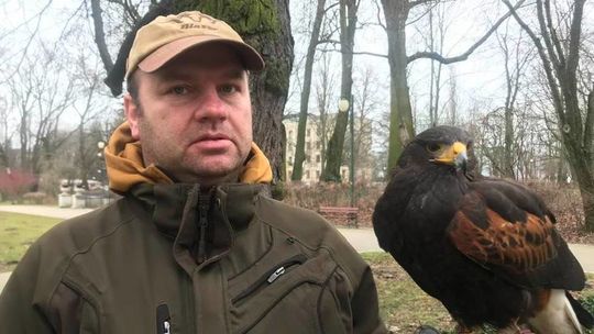 Lublin: Kiedy Harry wzlatuje nad konary, to boją się go gawrony. Rozmowa z lubelskim sokolnikiem