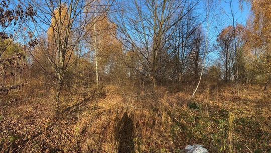Lublin. Kilkadziesiąt drzew do wycinki. Będzie nowy sklep