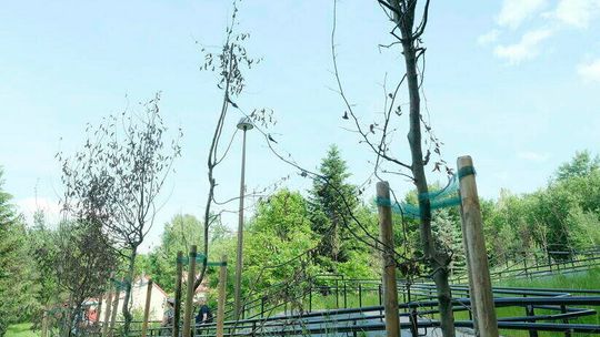 Lublin. Kolejne podejście do drzew. Mają być wymienione, bo obumarły