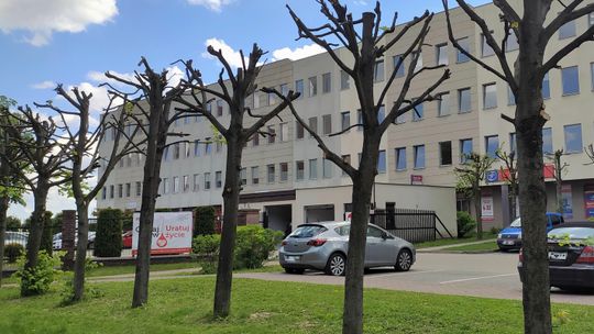 Lublin: Komu przeszkadza zieleń? Oszpecono kolejne drzewa