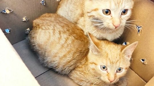 Lublin. Koty zostawione w pudełku przy śmietniku