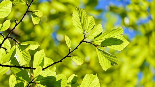 Lublin. Kto zajmie się drzewami przy Siemiradzkiego?