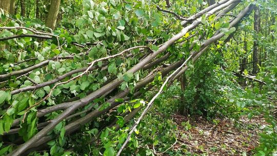 Lublin: Las będzie dalej zamknięty. Ale tylko w połowie