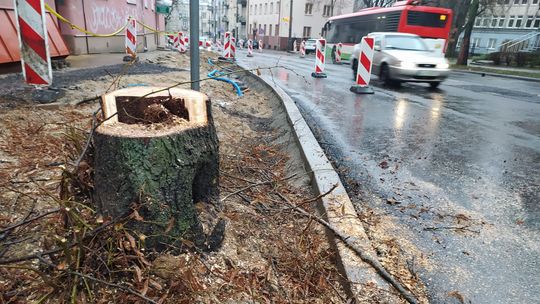 Lublin: Lipowa mniej lipowa, drzewo już wycięte