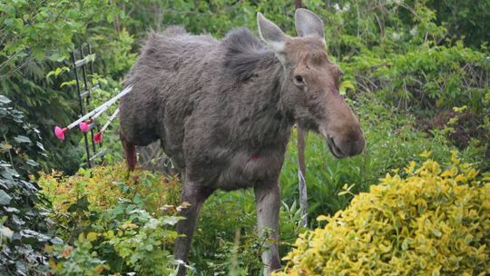 Lublin: Łoś nadział się na ogrodzenie. Został uśpiony [zdjęcia, wideo]