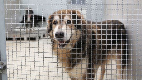 Lublin: Miasto nie pozwoliło na budowę spopielarni zwłok zwierzęcych