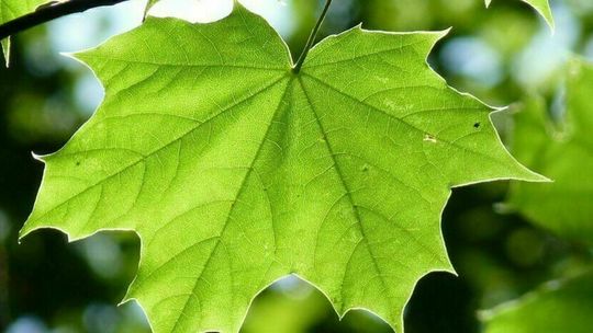 Lublin: Miasto zamawia setki drzew. Daje termin na ich posadzenie