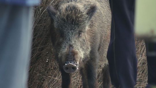 Lublin. Miejskie „polowanie” na dziki. Gdzie jest najwięcej zgłoszeń?