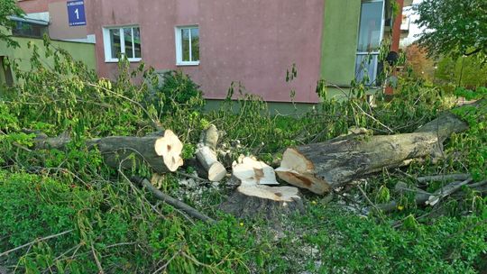 Lublin: Mieszkańcom Czechowa żal wyciętych drzew. "Jestem oburzona" [zdjęcia]