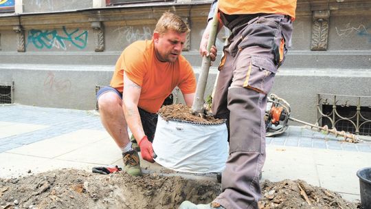 Lublin: Mieszkańcy wyprosili sobie drzewo