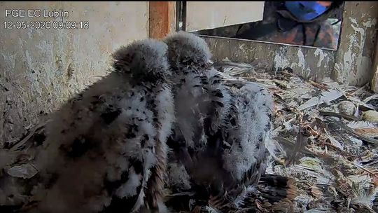 Lublin: Młode sokoły zabrane z gniazda na obrączkowanie [wideo]