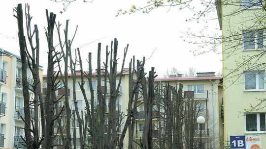 Lublin: Może być kara za oszpecenie drzew. Kikuty wypuściły liście