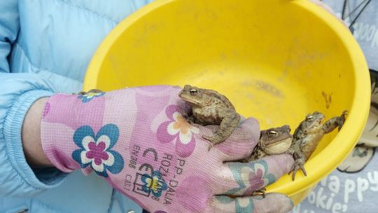 Lublin. Możesz pomóc żabom, bo przepisów nie kumają