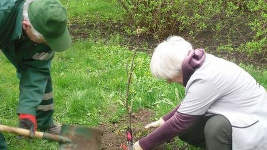 Lublin. Na LSM ktoś ukradł magnolię. Posadzili ją zaledwie w ubiegłym tygodniu