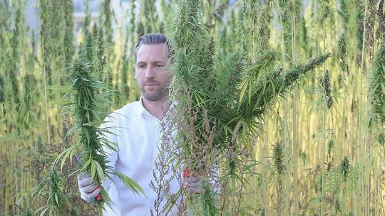 Lublin. Na polu pomiędzy blokami można częstować się konopiami  