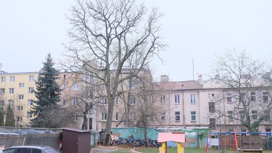 Lublin: Na tych drzewach pojawią się zielone tabliczki z godłem Polski. Jedno jest bardzo rzadkie