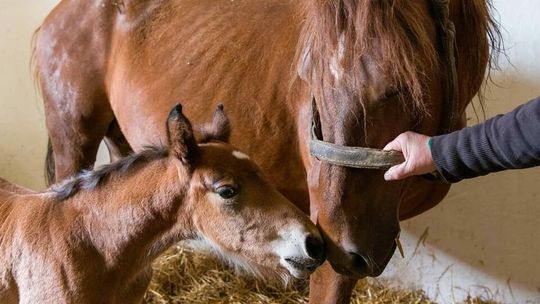 Lublin: Nadaj imię źrebakowi. Zgłoszenia tylko do niedzieli