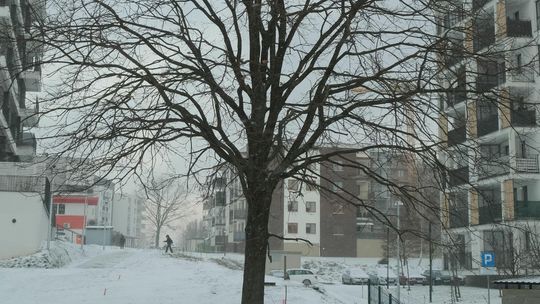 Lublin: Najpierw urzędnicy chcieli wyciąć dąb. Ale po krytyce zmieniają plany