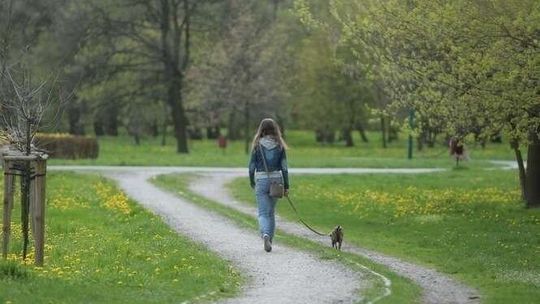 Lublin: Nie będą budować kosztem drzew w Parku Ludowym