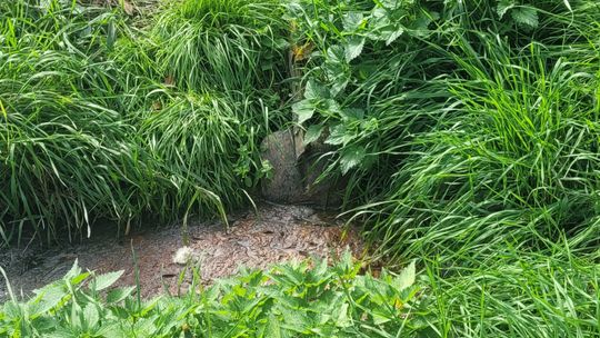 Lublin. Nie czytaj przy jedzeniu. Ohydne odkrycie strażników miejskich