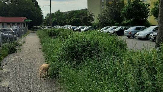 Lublin: Nie wszystkich zachwyca tak wysoka trawa