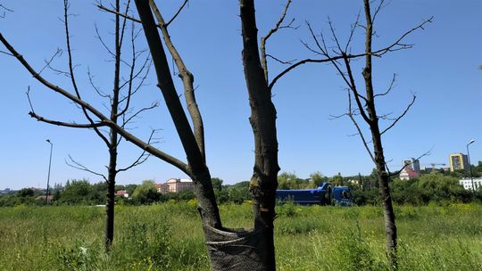 Lublin. Obumarła część przesadzonych drzew