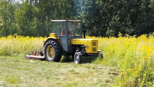 Lublin. Ogrodnicy koszą, mieszkańcy krytykują