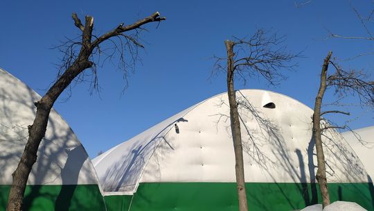 Lublin: Okaleczono sześć miejskich drzew. Będą konsekwencje? Lublin: Okaleczono sześć miejskich drzew. Będą konsekwencje?