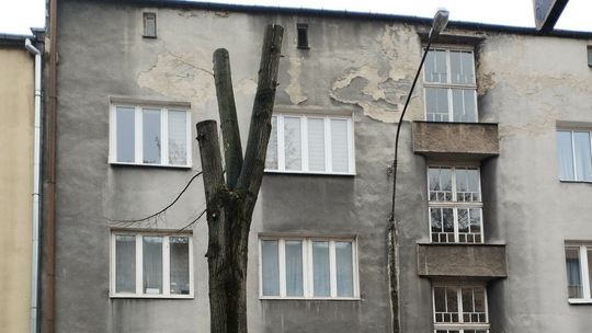 Lublin. Okazałej lipy nie udało się uratować