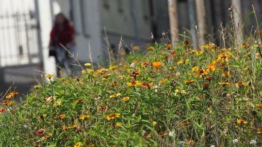 Lublin: Ostatni dzwonek na zgłaszanie zielonych pomysłów