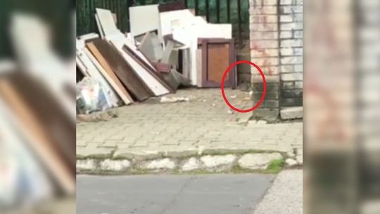 Lublin: Plaga szczurów na Czechowie. Czytelnik nagrał całe stadko [wideo]