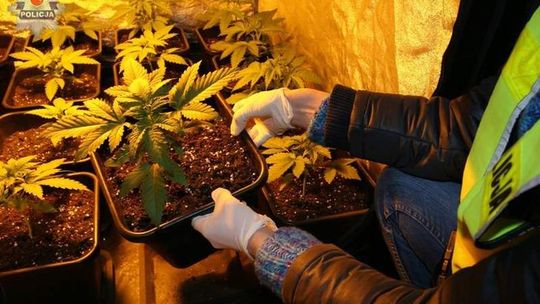 Lublin: Plantacja marihuany w domu na Sławinie
