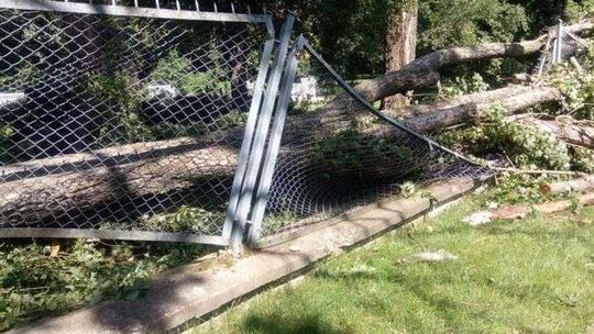 Lublin po burzy: ucierpiało 80 proc. drzew w Ogrodzie Saskim. Kiedy go otworzą?