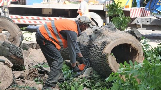 Lublin: Policja wycięła 80 drzew z posesji na Majdanku. Co tu powstanie?