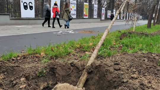 Lublin. Prawie co trzecie nowe drzewo w Alejach Racławickich obumarło