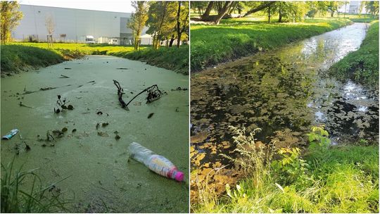 Lublin: Problem z odwodnieniem parku. Ratusz tłumaczy, że to przez bobry
