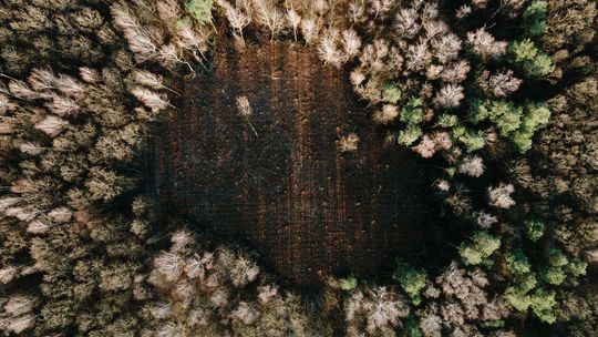 Lublin: Proszą o zwołanie "okrągłego stołu" w sprawie Starego Gaju