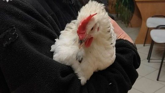 Lublin. "Proszę o pomoc, zaginął mój kogut!"