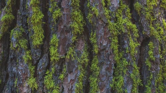 Lublin: Przy al. Solidarności przybędzie zieleni