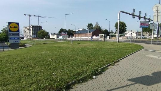 Lublin: Przybędzie zieleni czy suchych gałęzi? Drzewa i krzewy tak, podlewanie nie