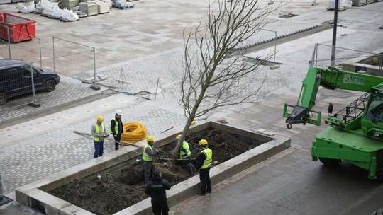 Lublin: Przyjechały drzewa na nowy deptak