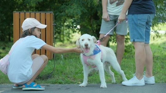 Lublin: Psiaki ze schroniska miały frajdę! Poszły na dłuuugi spacer