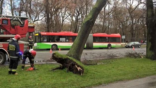 Lublin: Racławickie sparaliżowane, wichura przewróciła drzewo
