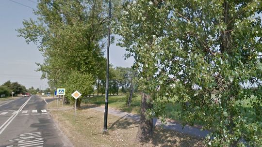 Lublin: Radny prosi o wycinkę suchych drzew przy ul. Krężnickiej